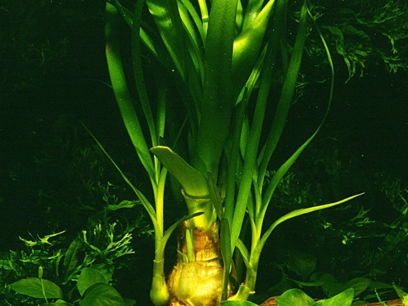 Crinum thaianum, (J. Schulze, 1971)